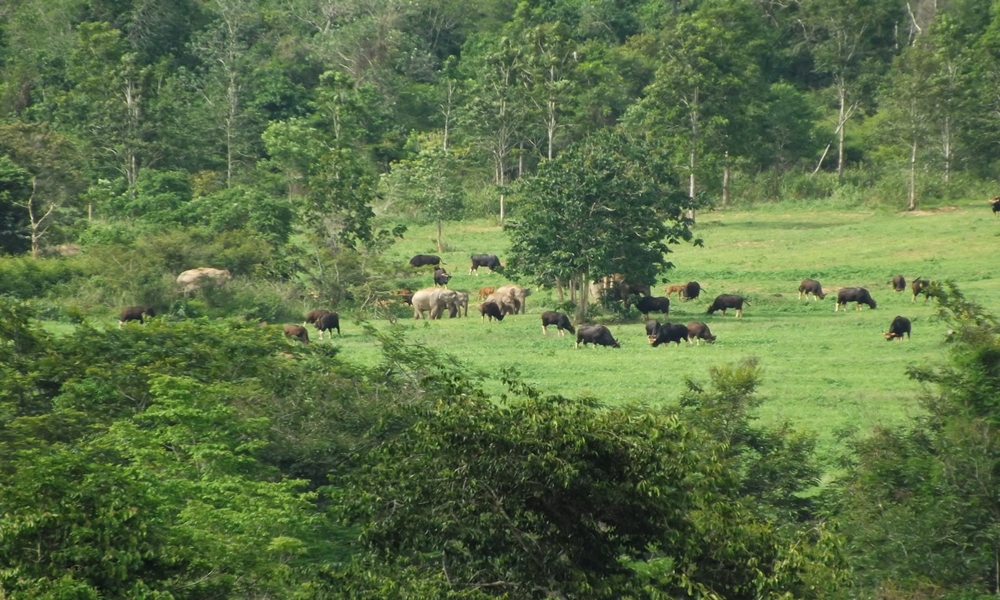 โครงการอนุรักษ์สภาพป่า