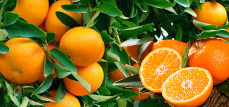 ส้มผลไม้ที่มีประโยชน์