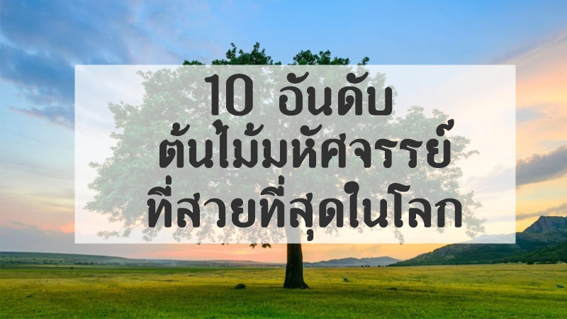 10 อันดับ ต้นไม้แปลก และสวยงามที่สุดในโลก 54